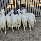 خرفان فواخر تم البيع