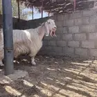 عارضيه صفرا خصم