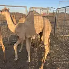 قعود للبيع سوداني