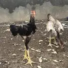 فروخ شامو دجاجه وديك