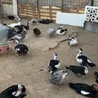 للبيع بط بح عشه كامله