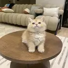 للبيع ذكر سكوتش ستريت القصيم ( تم البيع )