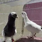 جوز ذكر مواردي و الانثاء ابرش