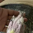 فرخين كروان تم البيع