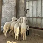 بهم للبيع تم البيع
