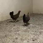 دجاج فري ترثة حبتين