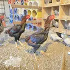 ديكه باكستاني و شامو