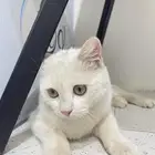 بسة شيرازيه