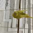 طائر حب