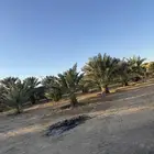 نخل جثايث وفروخ اخلاص وجميع الانواع