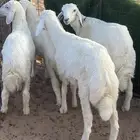 طليان حري ربط تربيه