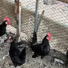 دجاج بلدي