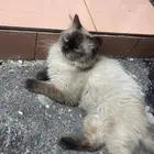 قطط