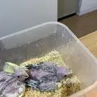 فرخين كروان هولندي