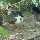 بط للبيع