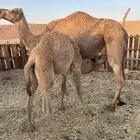 ناقه خله للبيع خواره طيبه نفس هديه العيل يحلب من كل جال