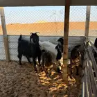 معزا قبرصيه