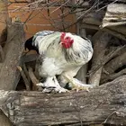 دجاج براهما