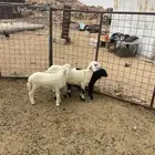 رخال وطلي