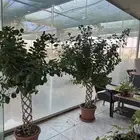 نباتات داخليه
