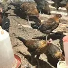 ديكه فيوم ذهبي