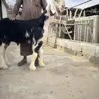 طلي خصم