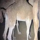 بكره على الحليب