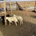 البيع طليان خروف وا رخلين
