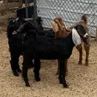 اثنين تيوس وثلاث عنق بلديه