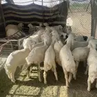 خرفان
