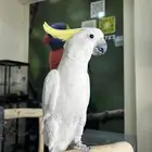 كوكاتو سلفر اليف ومتكلم تم البيع