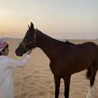 حصان