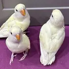 3 فروخ اينو على وشك فطام