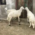 3 خرفان