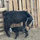 مسوي عليها تيس