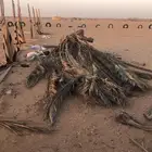 يوجد لدينا جريد نخل نضيف شحنه هايلكس غماره