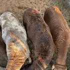 خرفان سواكن