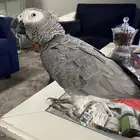 ببغاء كاسكو