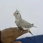 فرخ كروان اليف