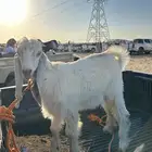 تيوس للبيع العمر 6 شهور وفوق