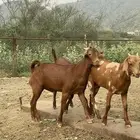 ماعز للبيع فوق 70 راس