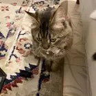 ذكور اثنين للتبني