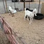 تيس وجفره هولنديات