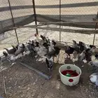 دجاج فيومي