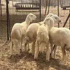 الشميسي طريق الخواجات