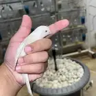ذكر كناري ستنايت