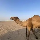 للبيع قعود جذع
