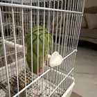 طائر روز ودود ولعوب