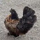 بيض مخصب دجاج كوشن قزمي وحباحب كويتي