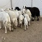 غنم ولد كفو تم البيع